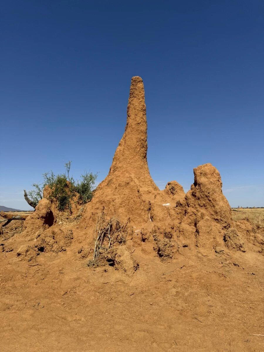 Насекомые умнее многих людей? Как насекомые применяют научные знания