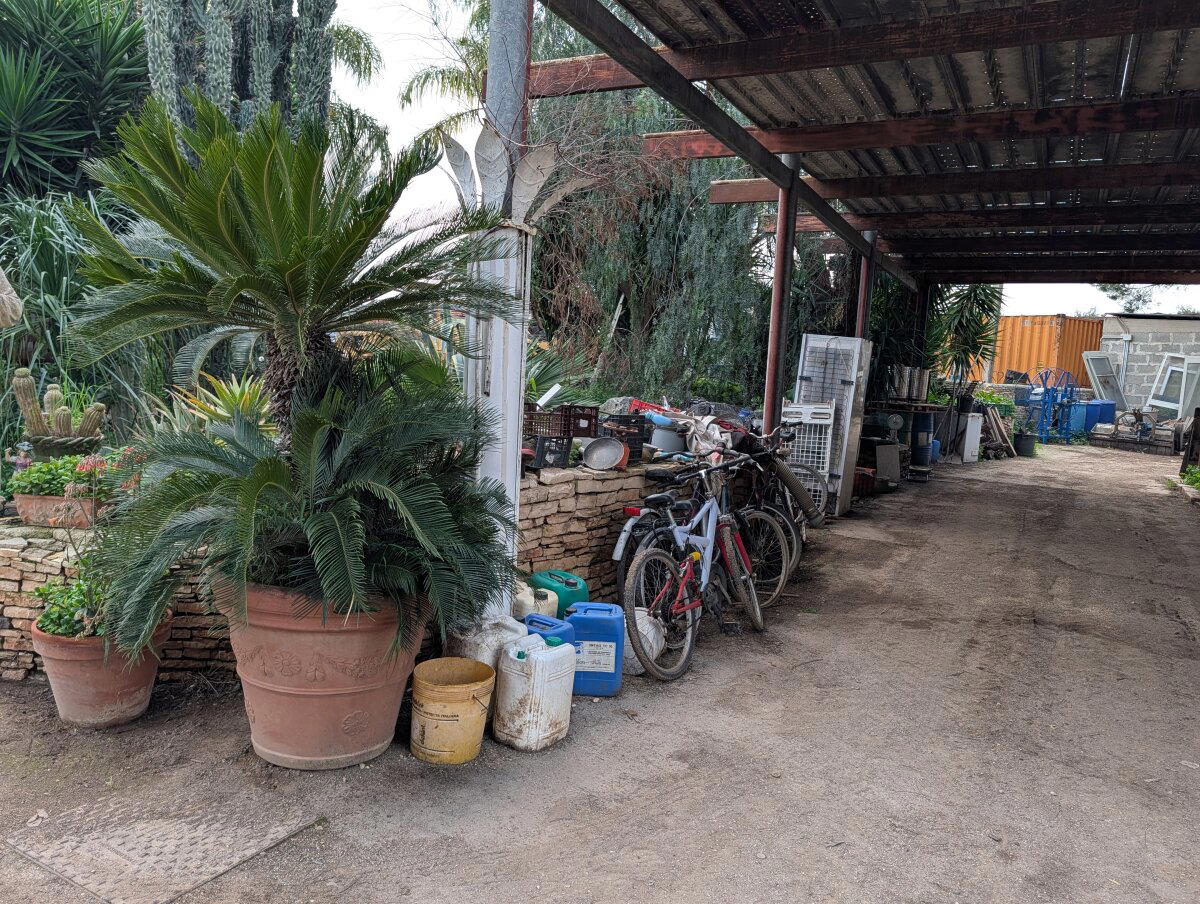 Даже пальмы оказываются на свалке