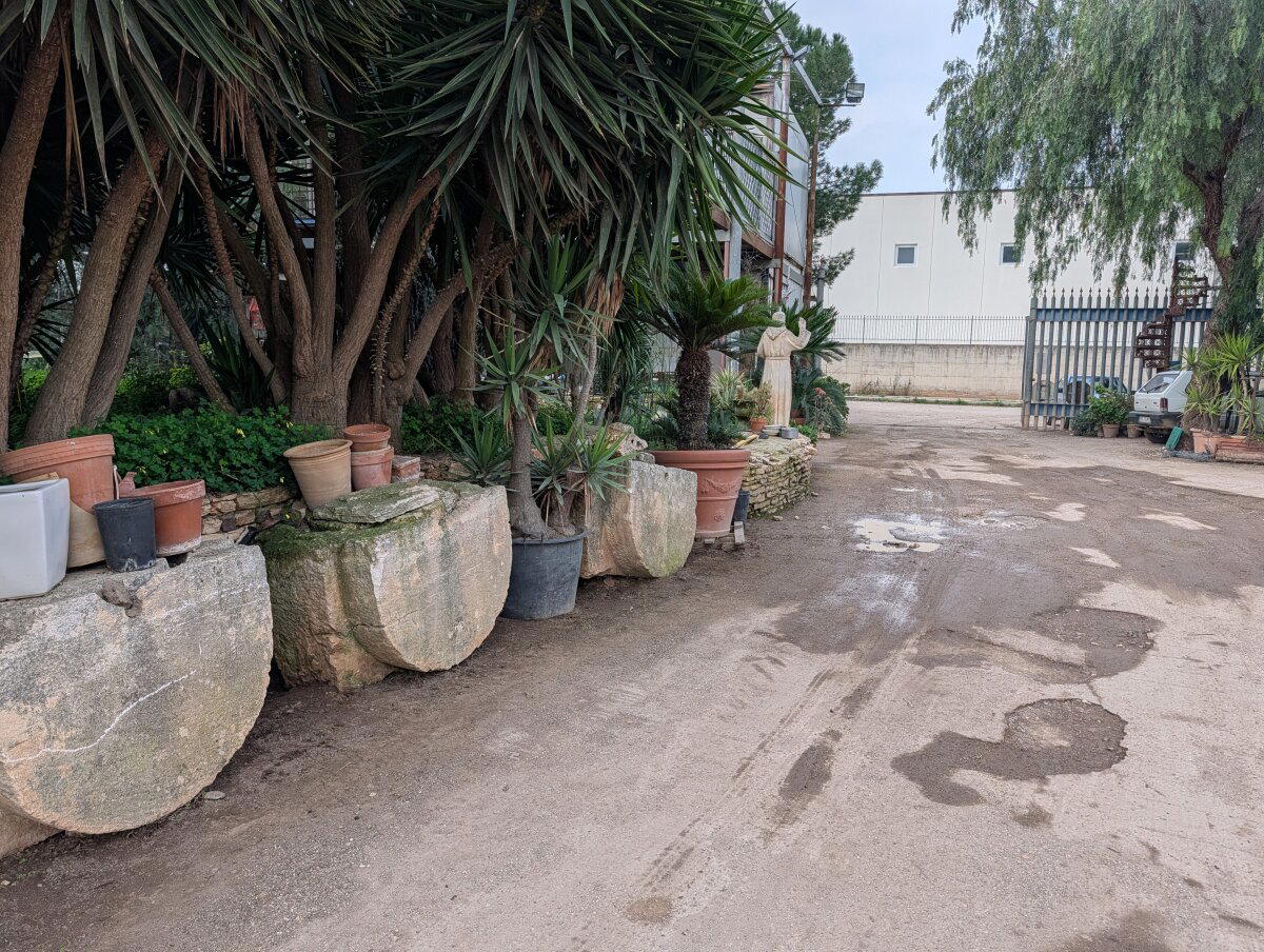 Пальмы повсюду