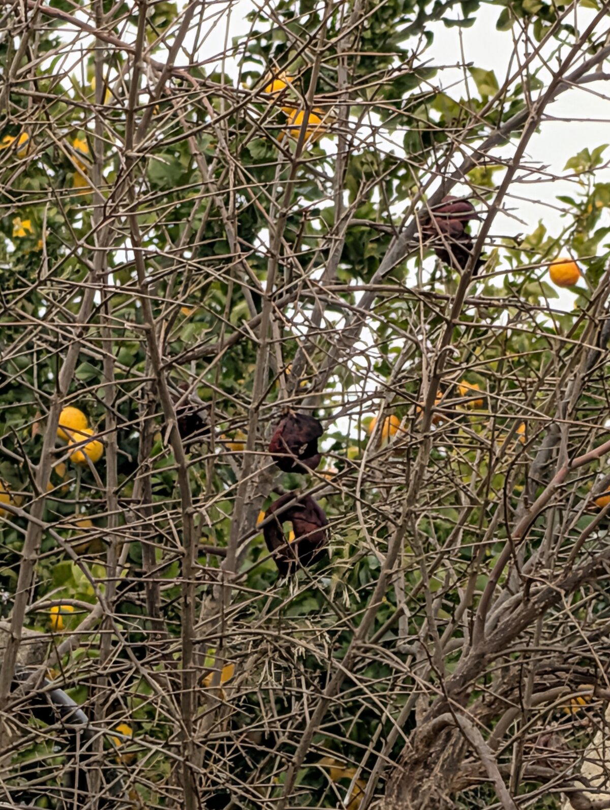 Зреют Лимоны 