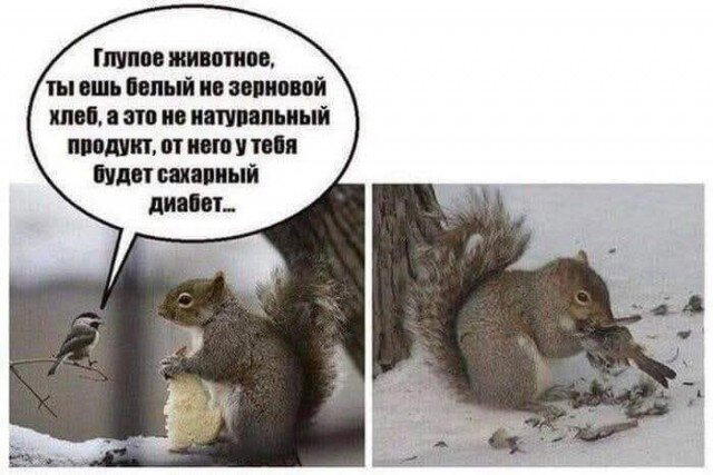 Дичесредка