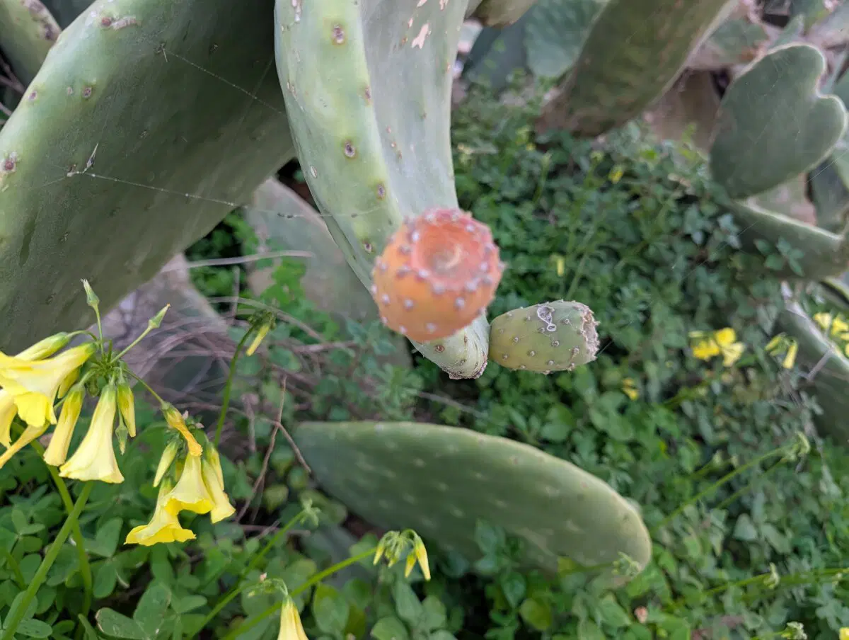 Весьма вкусная штука. 