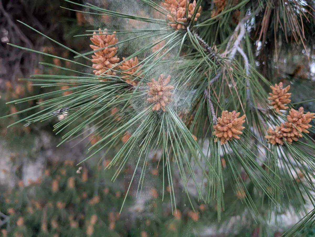 Если тряхнуть, то летит пыльца