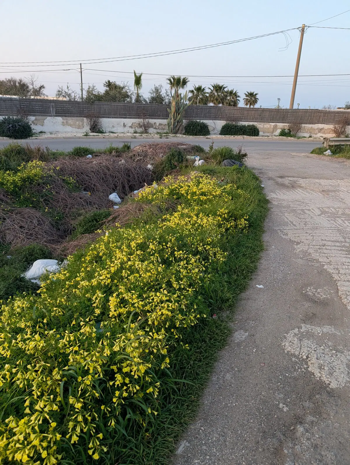 Красивые цветы и итальянский срач. 