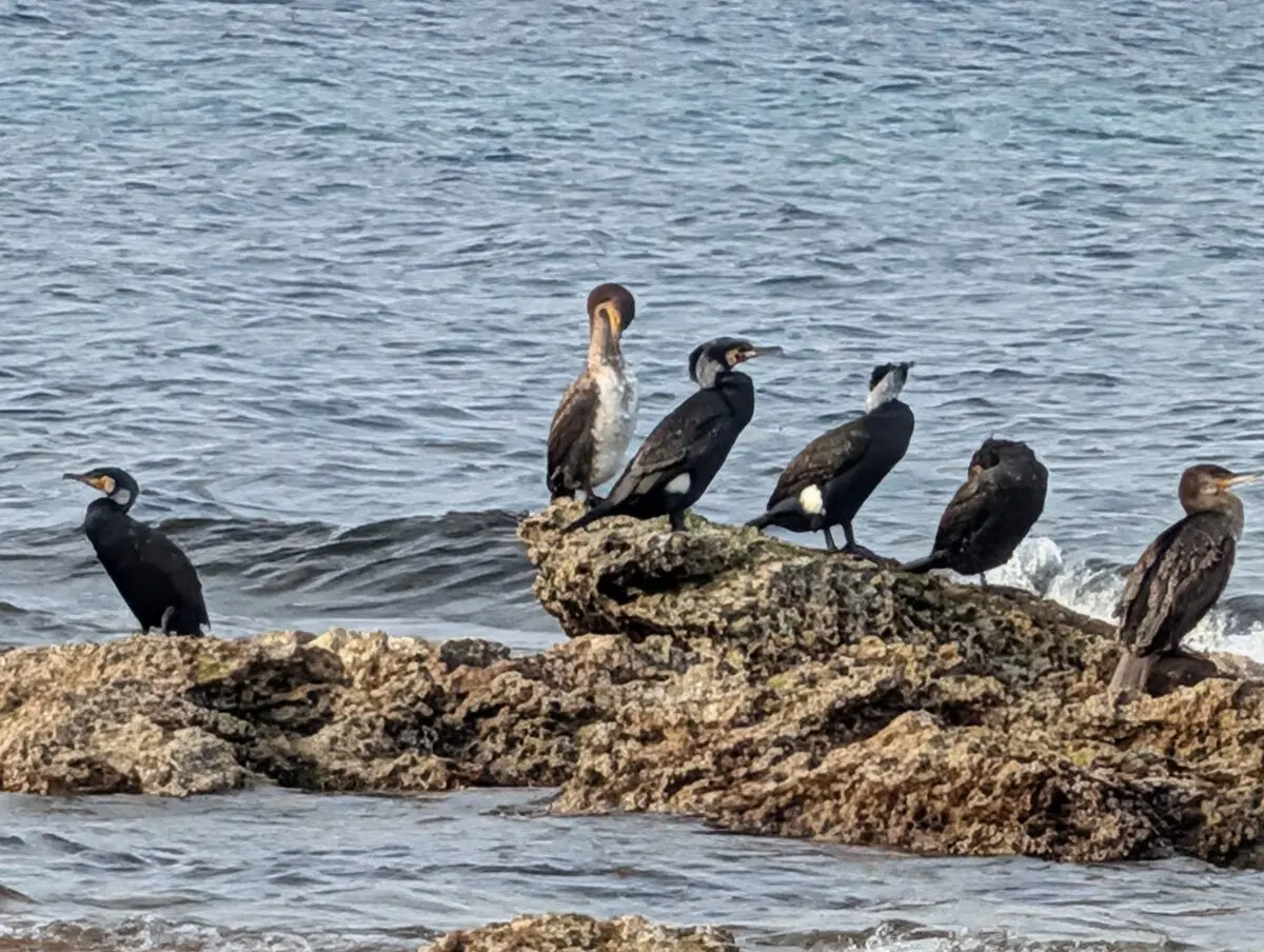 Птицы с изумлением смотрят на мартовского купальщика