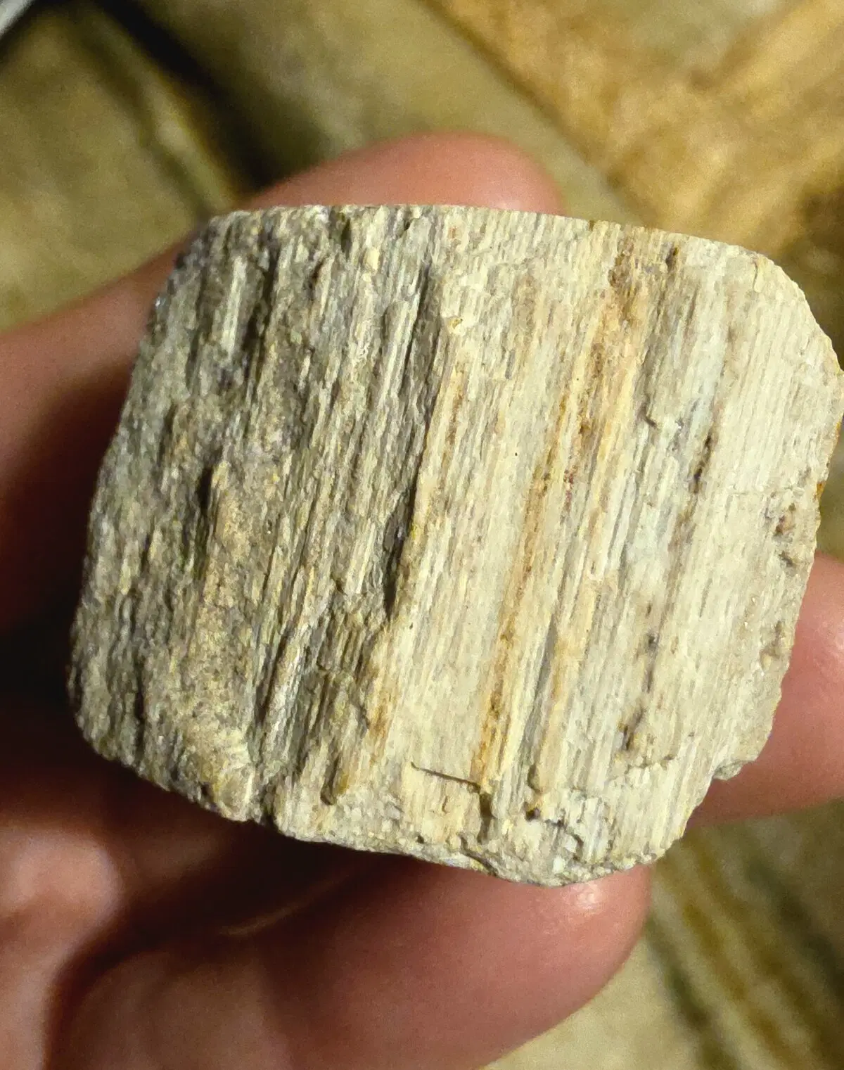 Видны волокна доисторического дерева