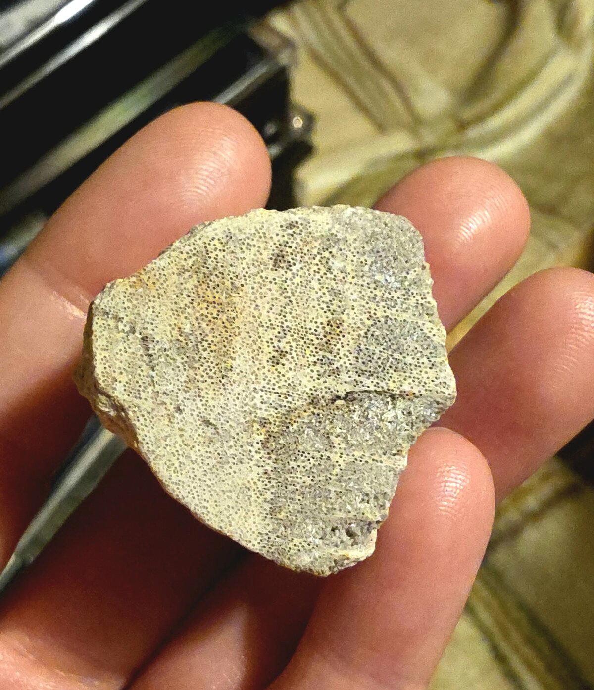 А с этой стороны отверстия каналов, по которым по дереву перемещались питательные вещества