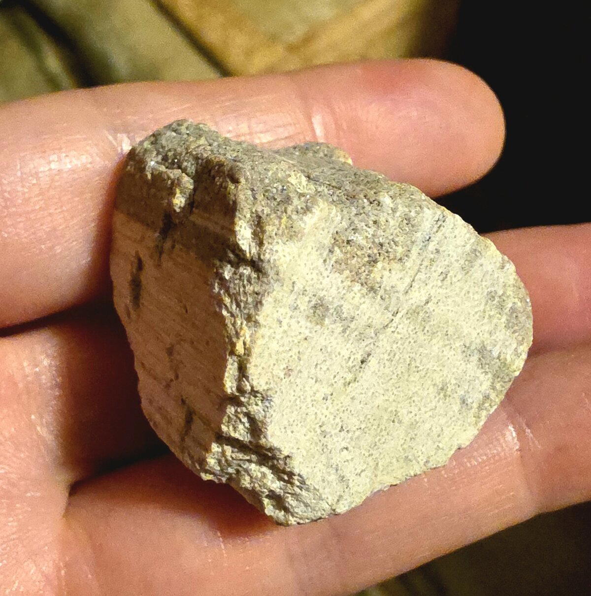 А здесь даже видны годичные кольца доисторического дерева