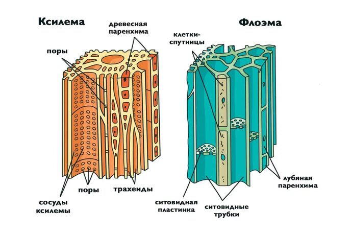 Ксилема и флоэма - ткани растений, проводящие питательные жидкости