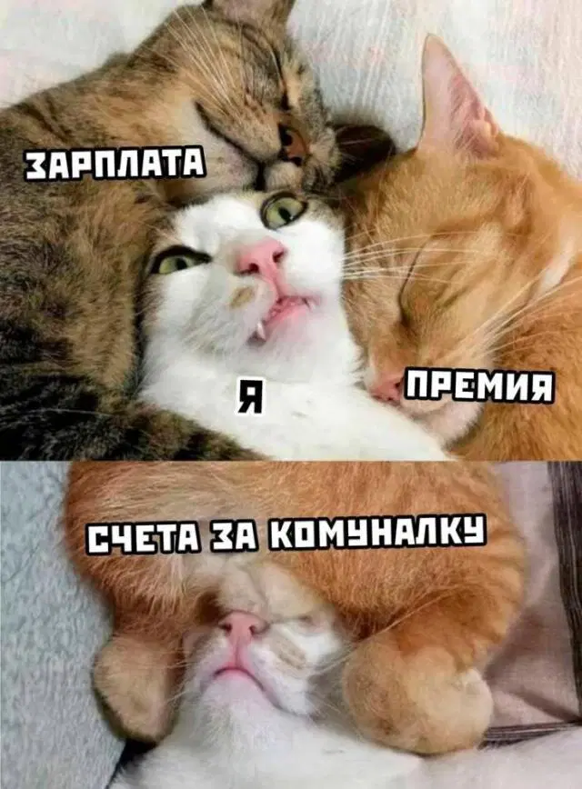 Дичи и счастья