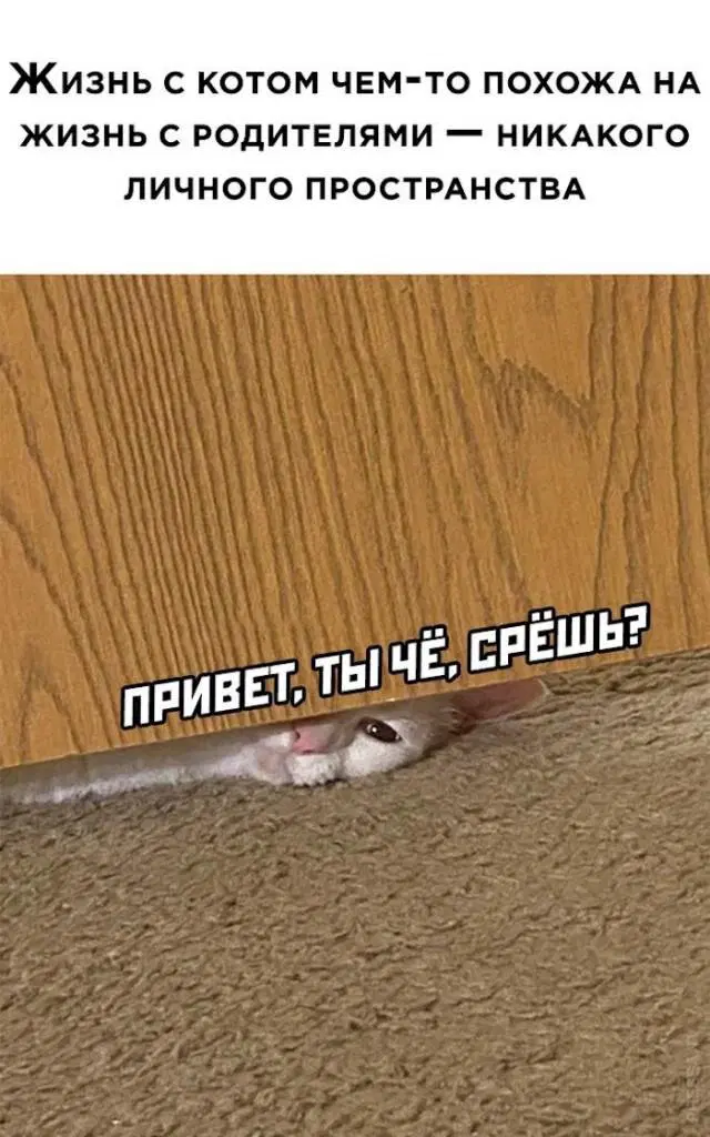 Дичи и счастья