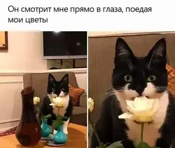 Дичи и счастья