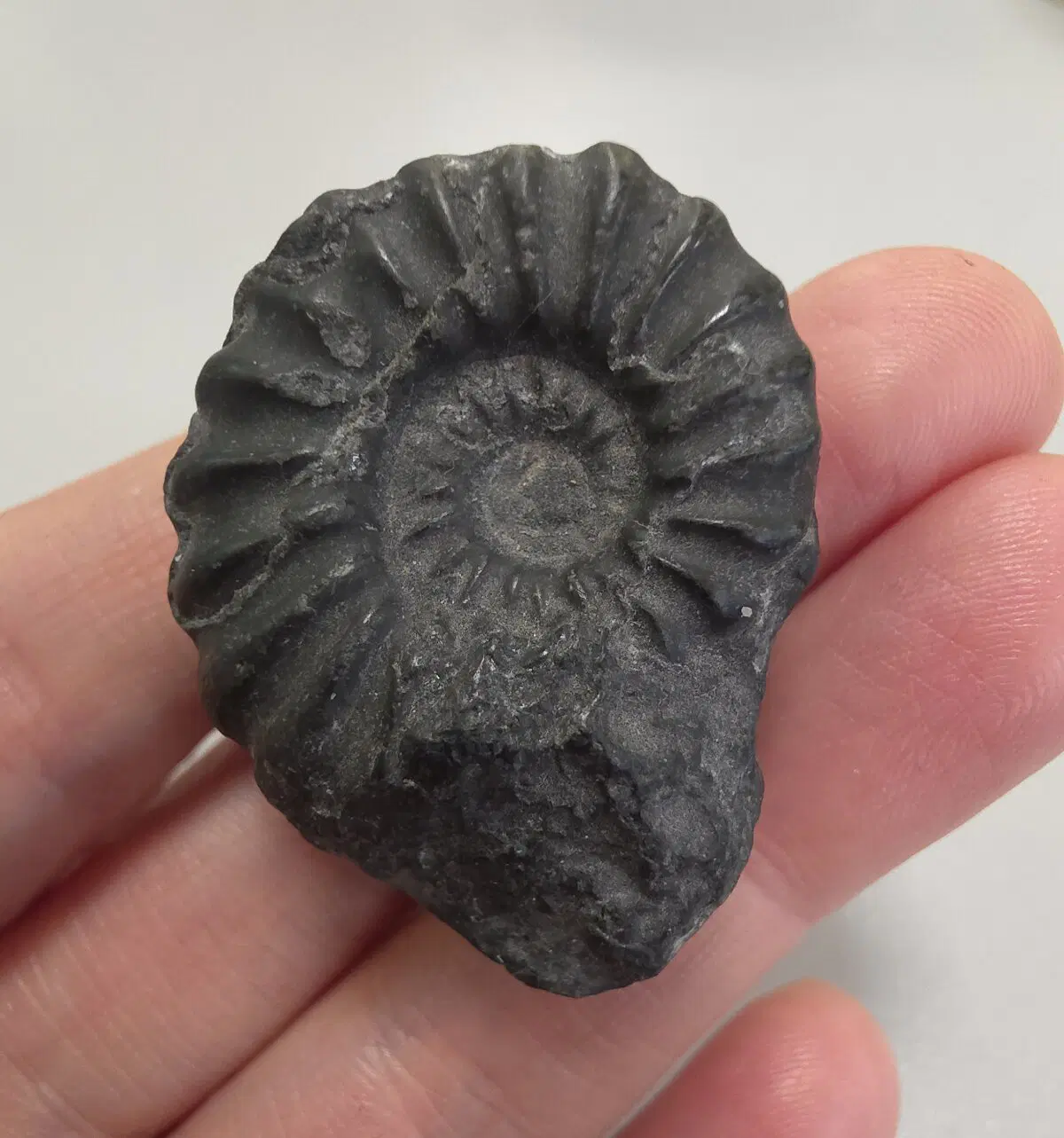 Маленький аммонит