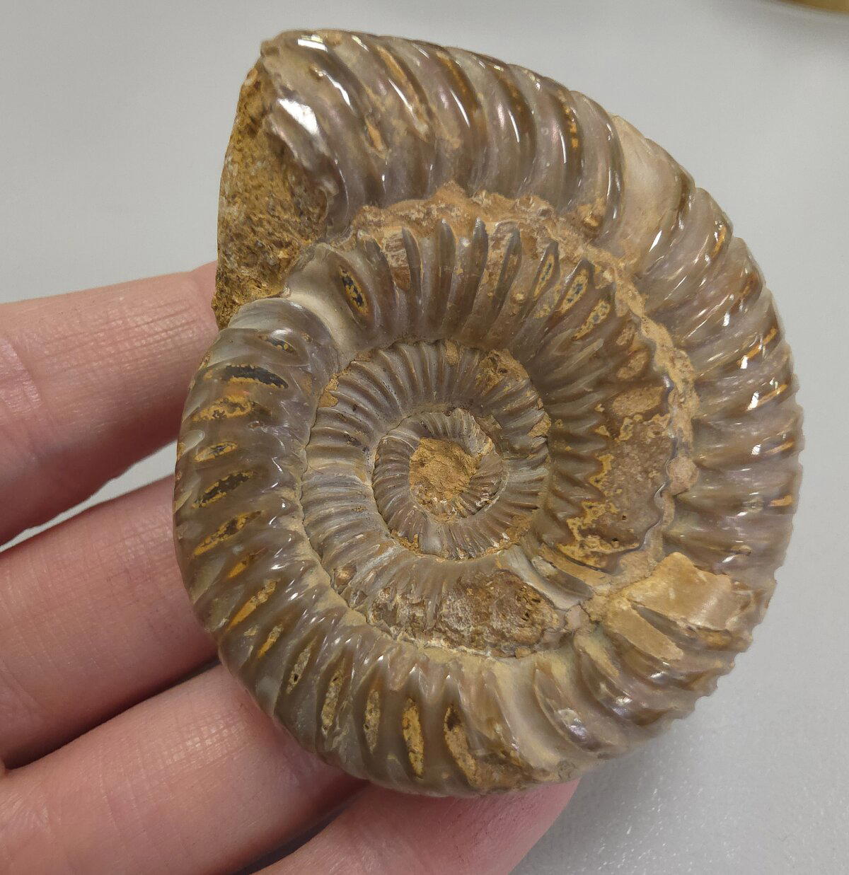 И аммонит побольше