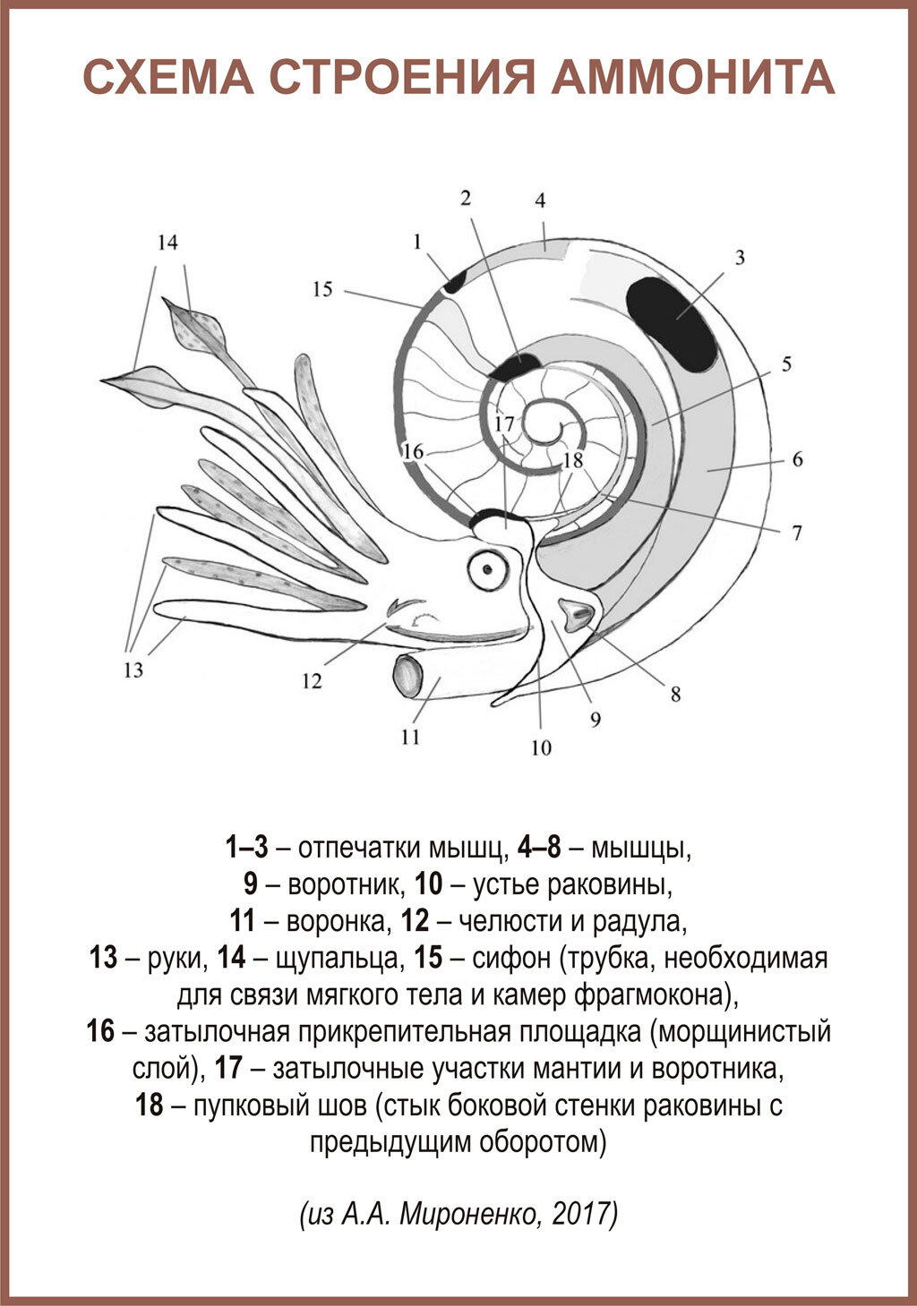 Схема строения аммонита