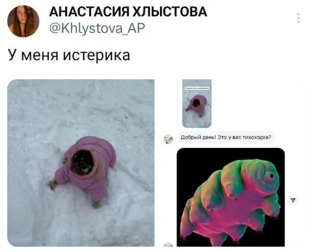 7 кто не успел с подарками, дарите дичку