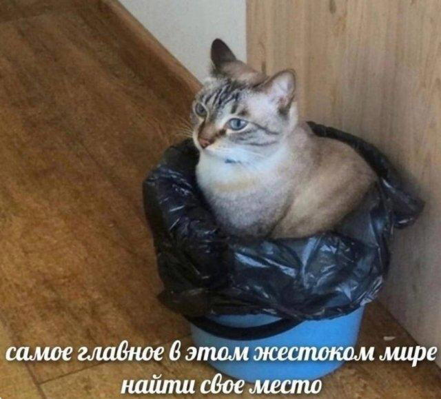 7 кто не успел с подарками, дарите дичку