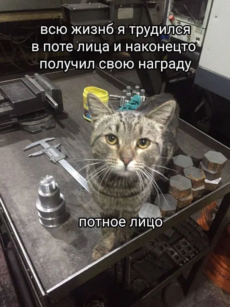 7 кто не успел с подарками, дарите дичку