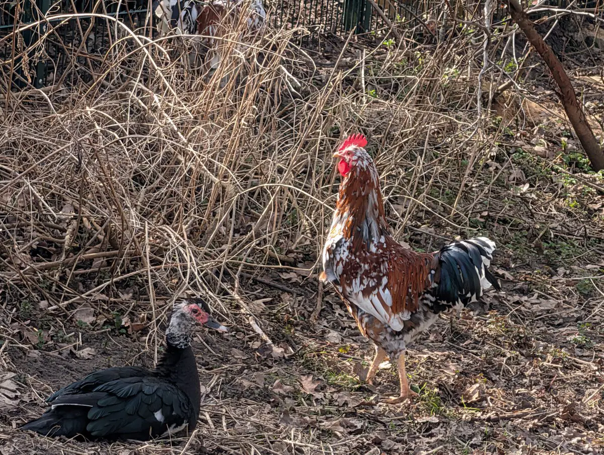 Индоутка. У родителей были такие. 