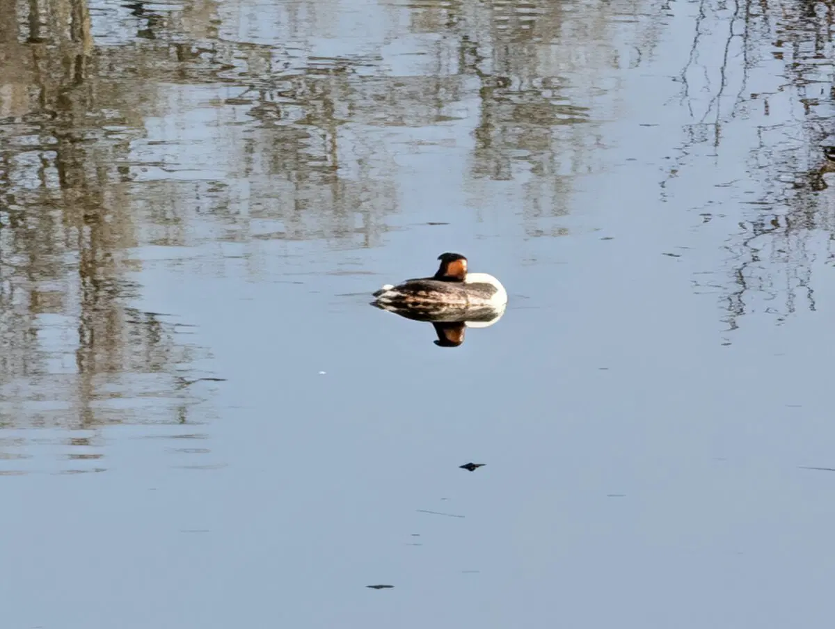 Плавают утки