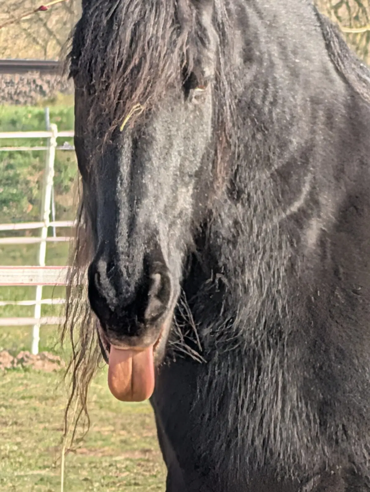 Лошадь показывает язык