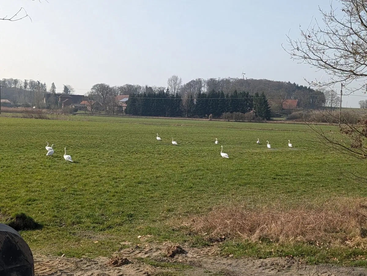 По полю гуляют лебеди