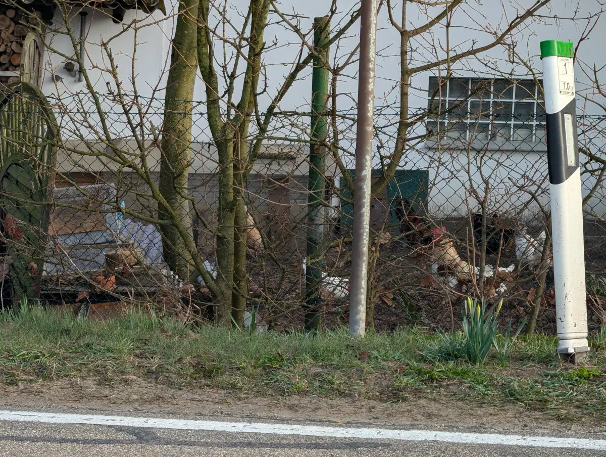 Куры почти в каждом дворе