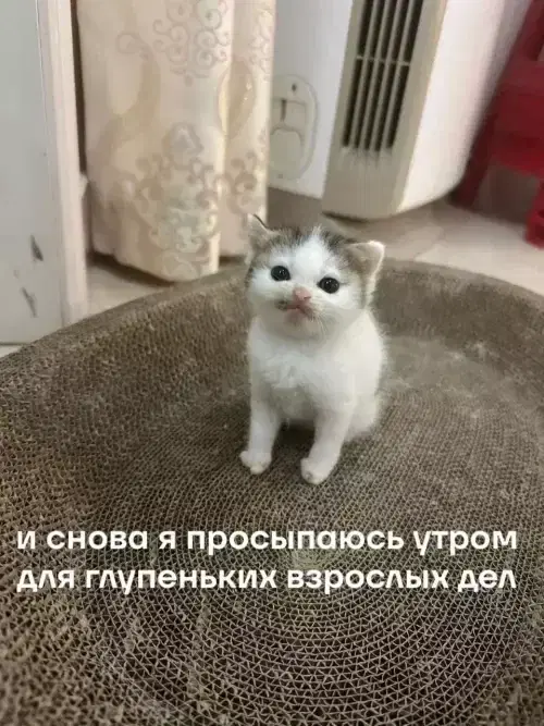 Дичка как мед не каждый поймет