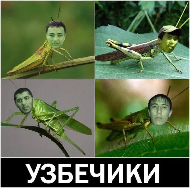 Дичка как мед не каждый поймет