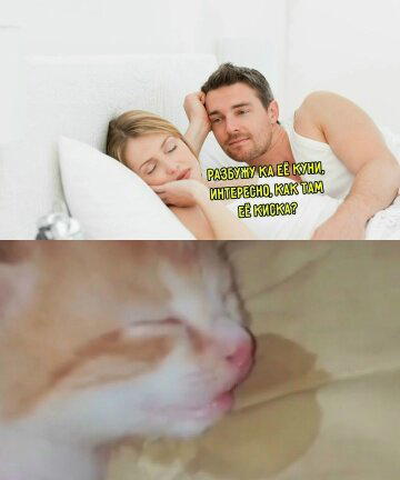 Дичка понедельнишная