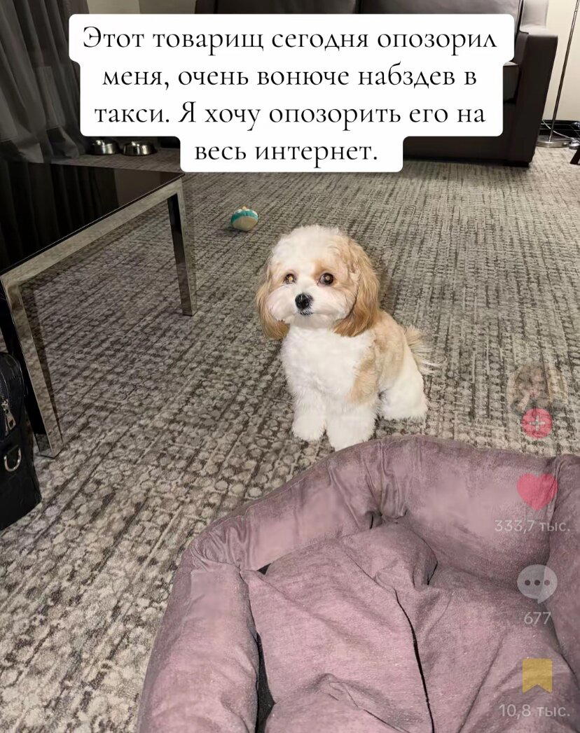 Дичка понедельнишная