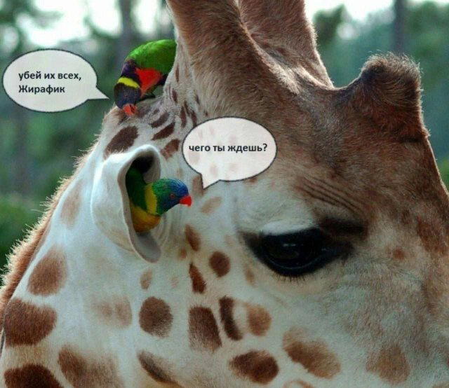 Дичка понедельнишная