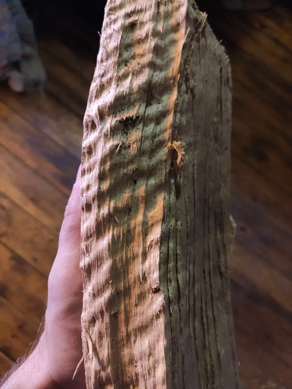 Ивент Вомбата. Слово недели - Амортизатор