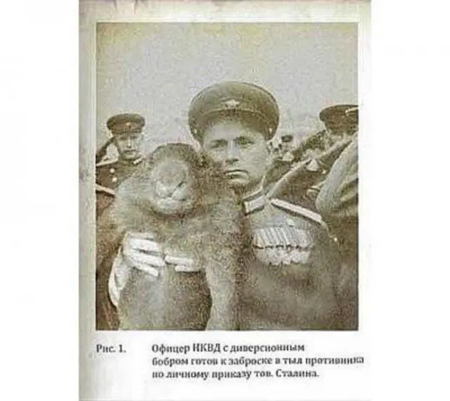 Подпись утверждает, что это бобёр. Но вы приглядиесь к этой умильной рожице...