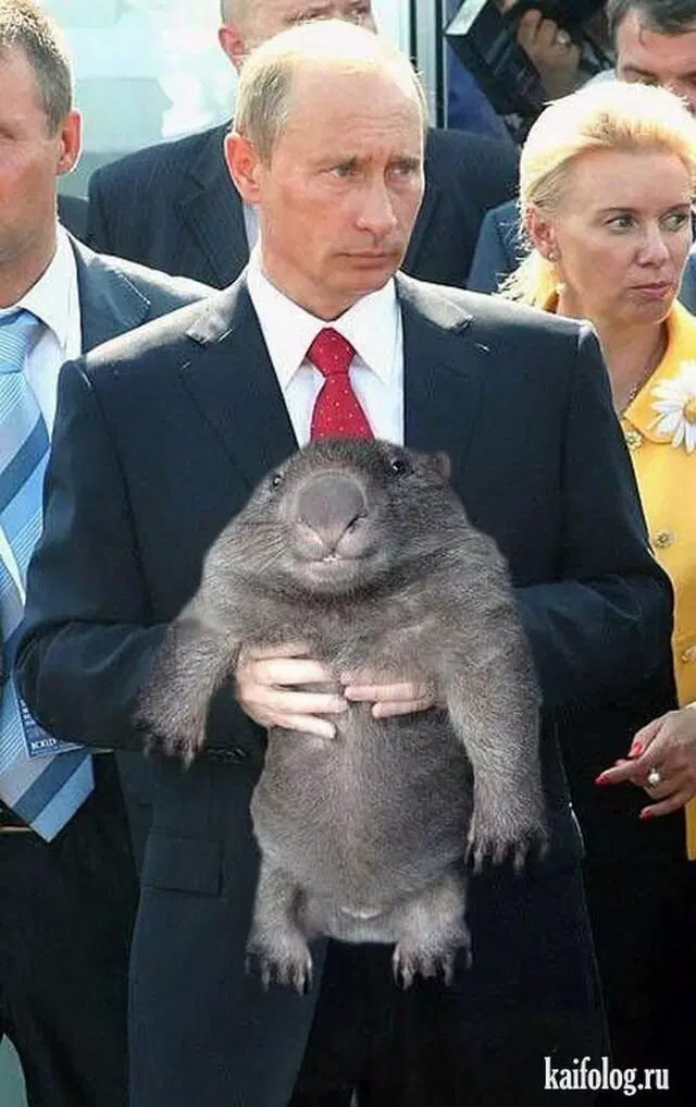 Сталин и вомбат часть 3