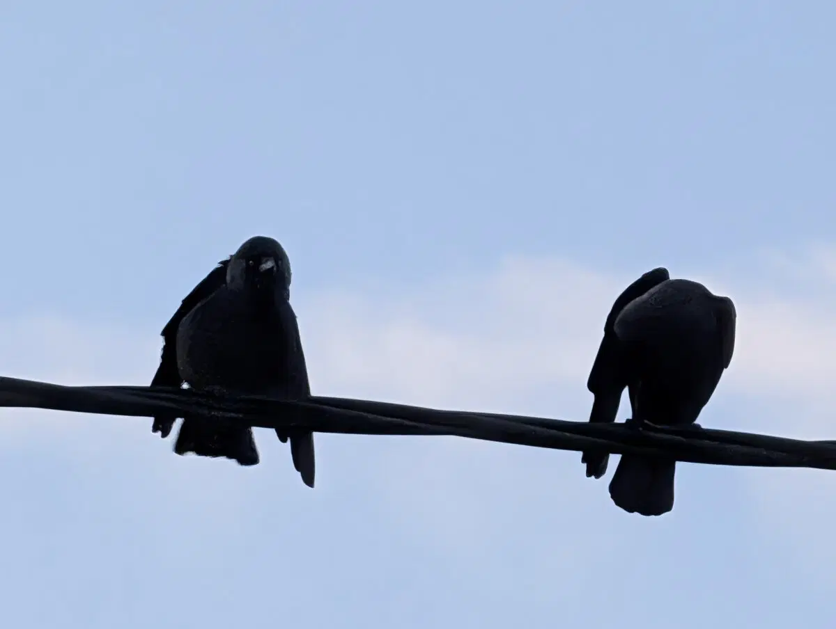 Вороны меня приветствуют 