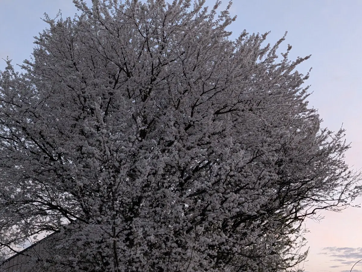 Все цветет и пахнет