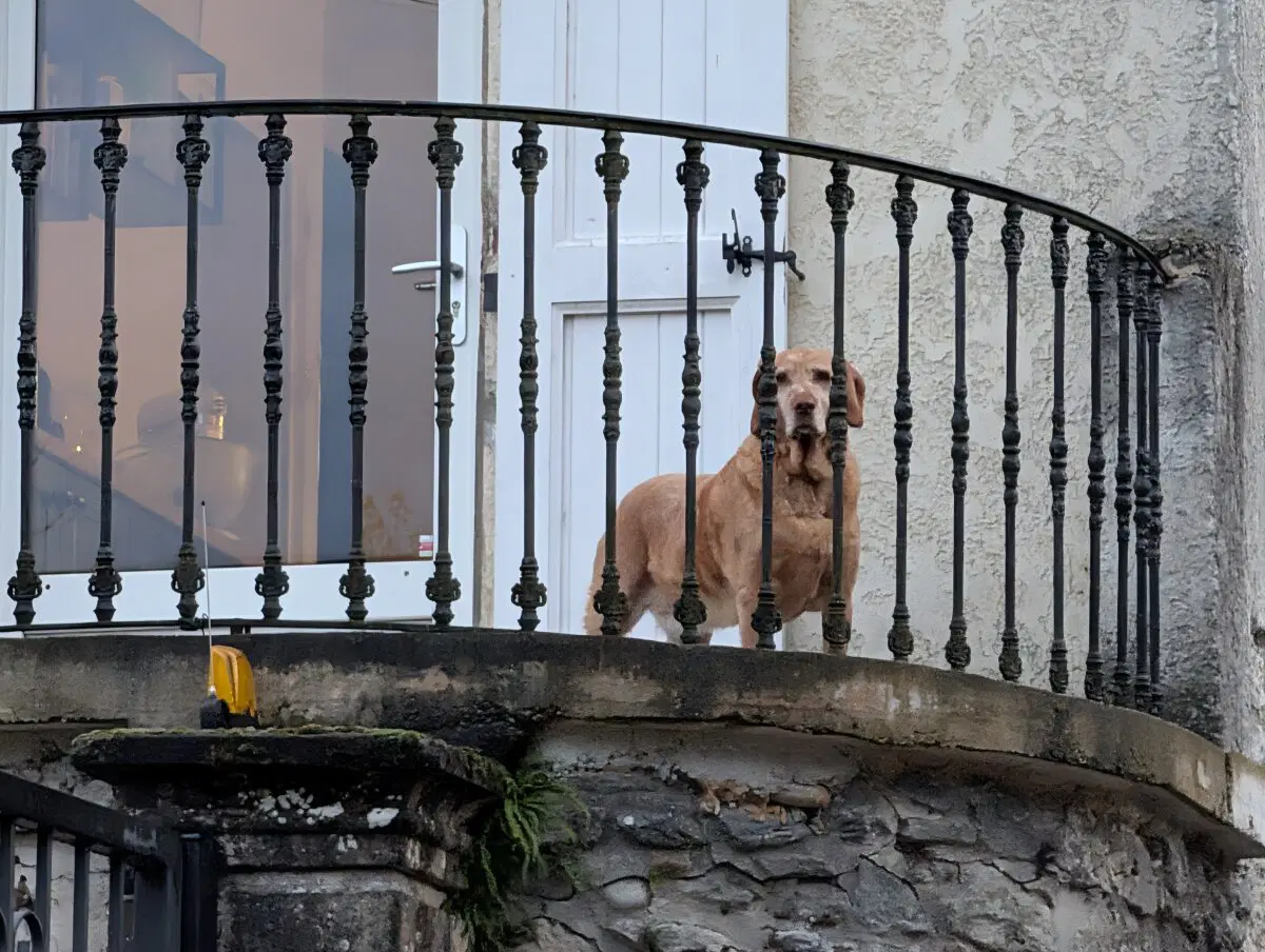 Собака очень подозрительно смотрела, но не гавкала. 