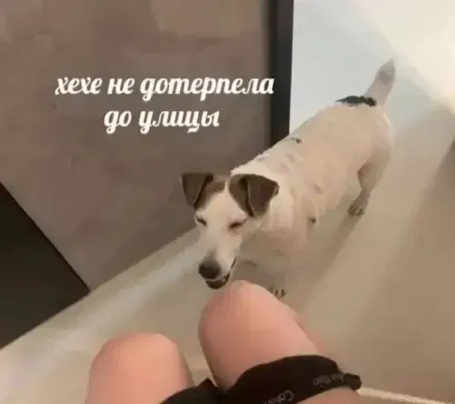 Средааааа дичкаааа