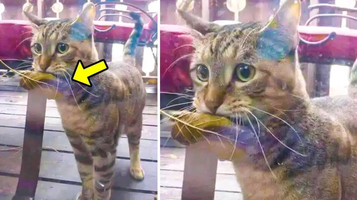 Рыбов продаёте?