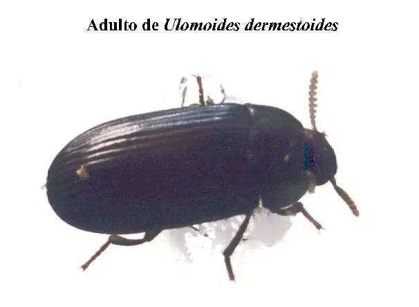 Вроде классика жанра...