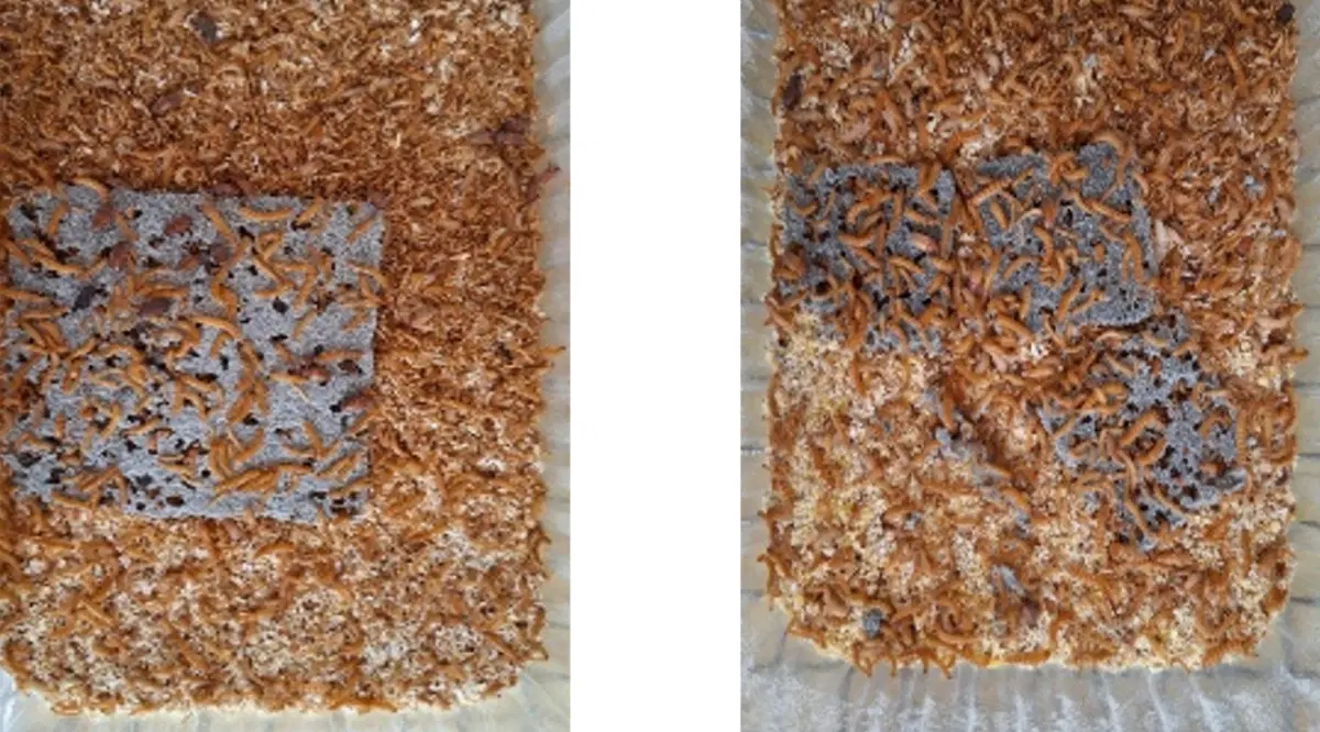 Трудятся, спасают экологию...