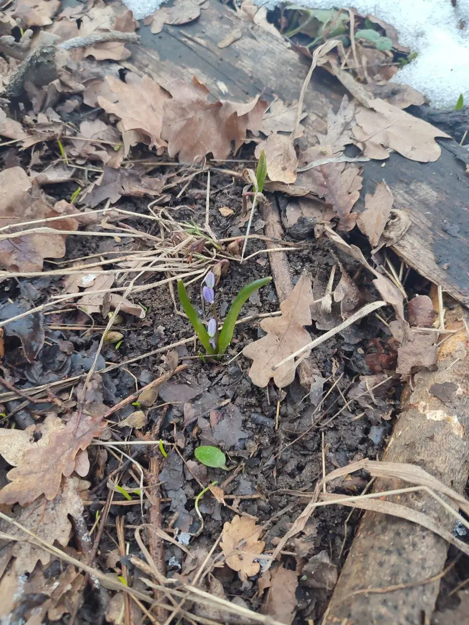 Вот, даже подснежник нашёл маленький, уже проклюнулся на теплотрассе)