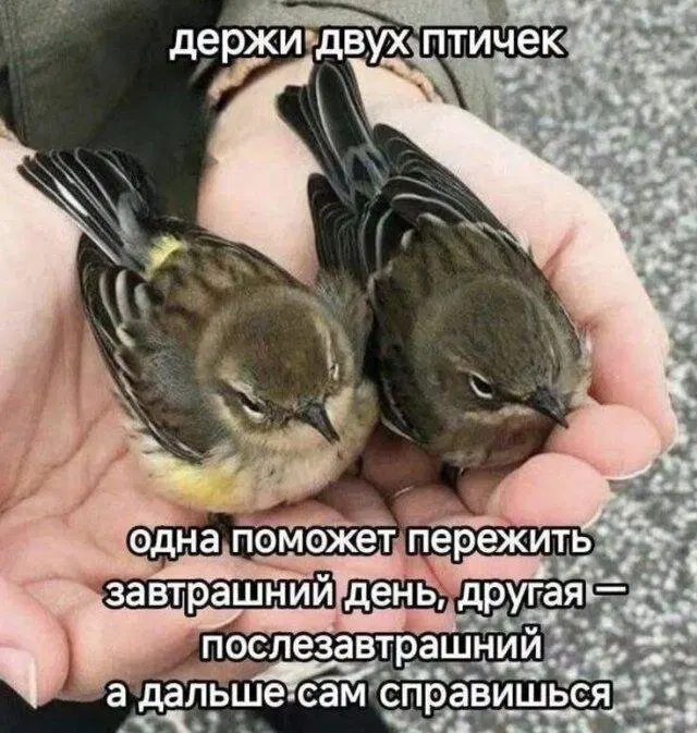 Дичкоооо