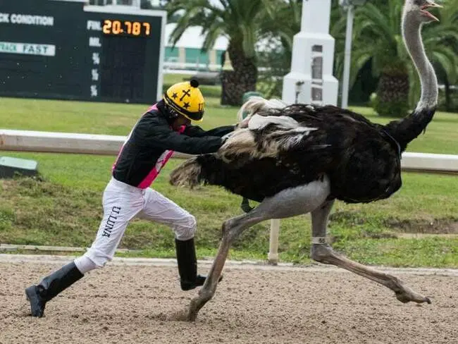 Страусиные бега весьма зрелищный вид спорта с большим количеством поклонников.<br>А длинные и эластичные сухожилия и связки, вкупе с сильными мышцами, выполняют роль амортизаторов.