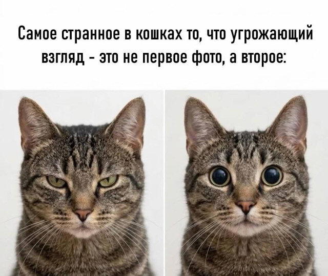 Дичка на хорошую неделю