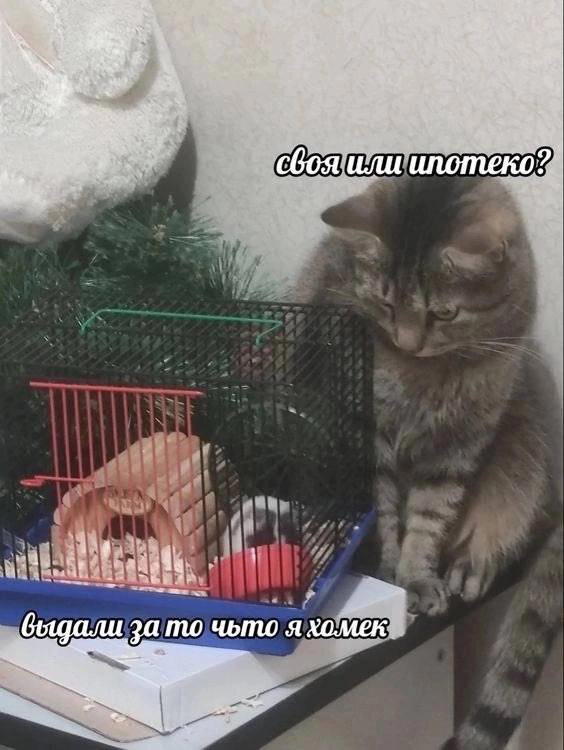 Дичка на хорошую неделю