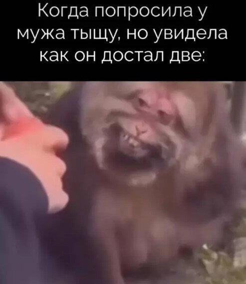 Дички вам из отпуска