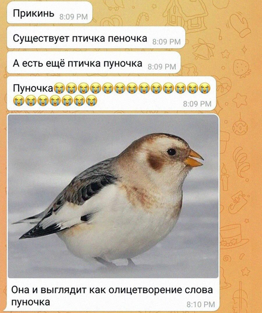 Дички вам из отпуска