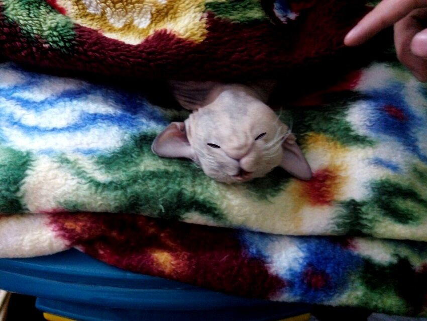 Кошка спала, и мне пора.